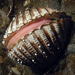  Acanthocardia aculeata